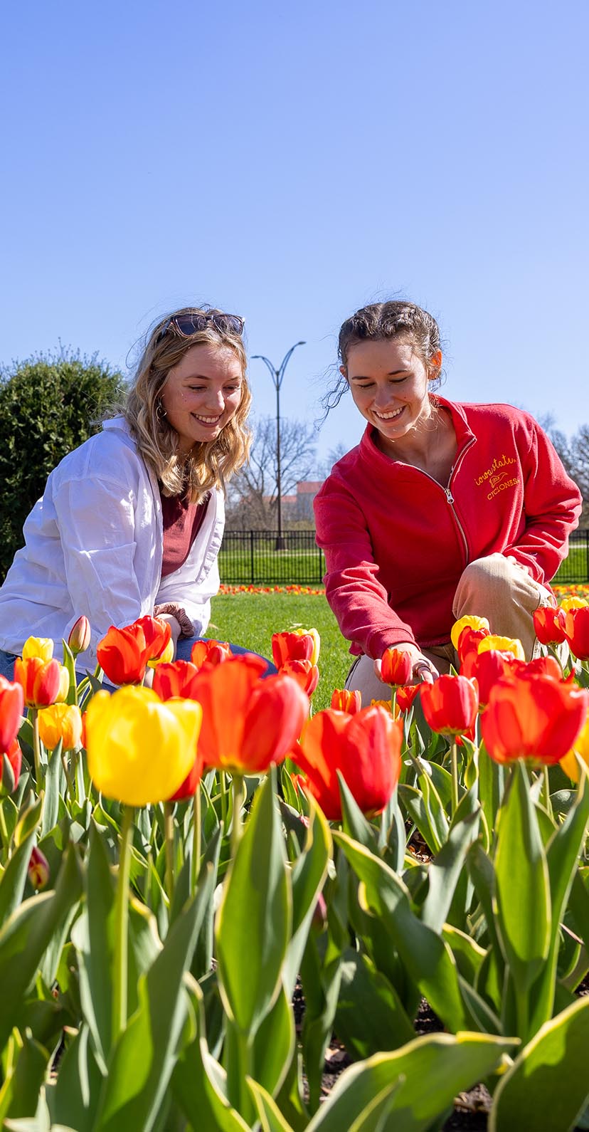 Two students crouching to get a closer look at a bed of tulips in Reiman Gardens.