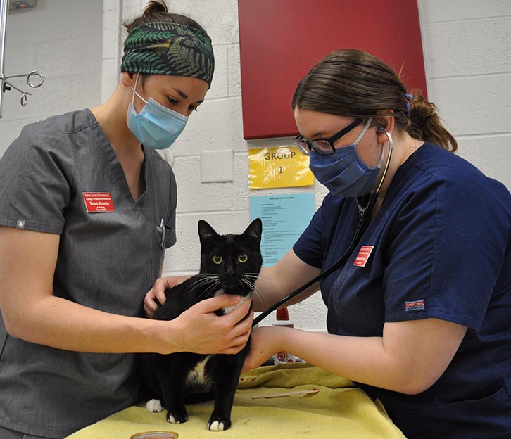 两名兽医学生对一只黑白猫进行检查