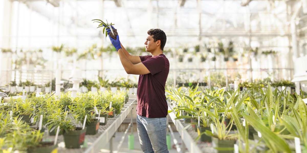 Male student working in greenhouse