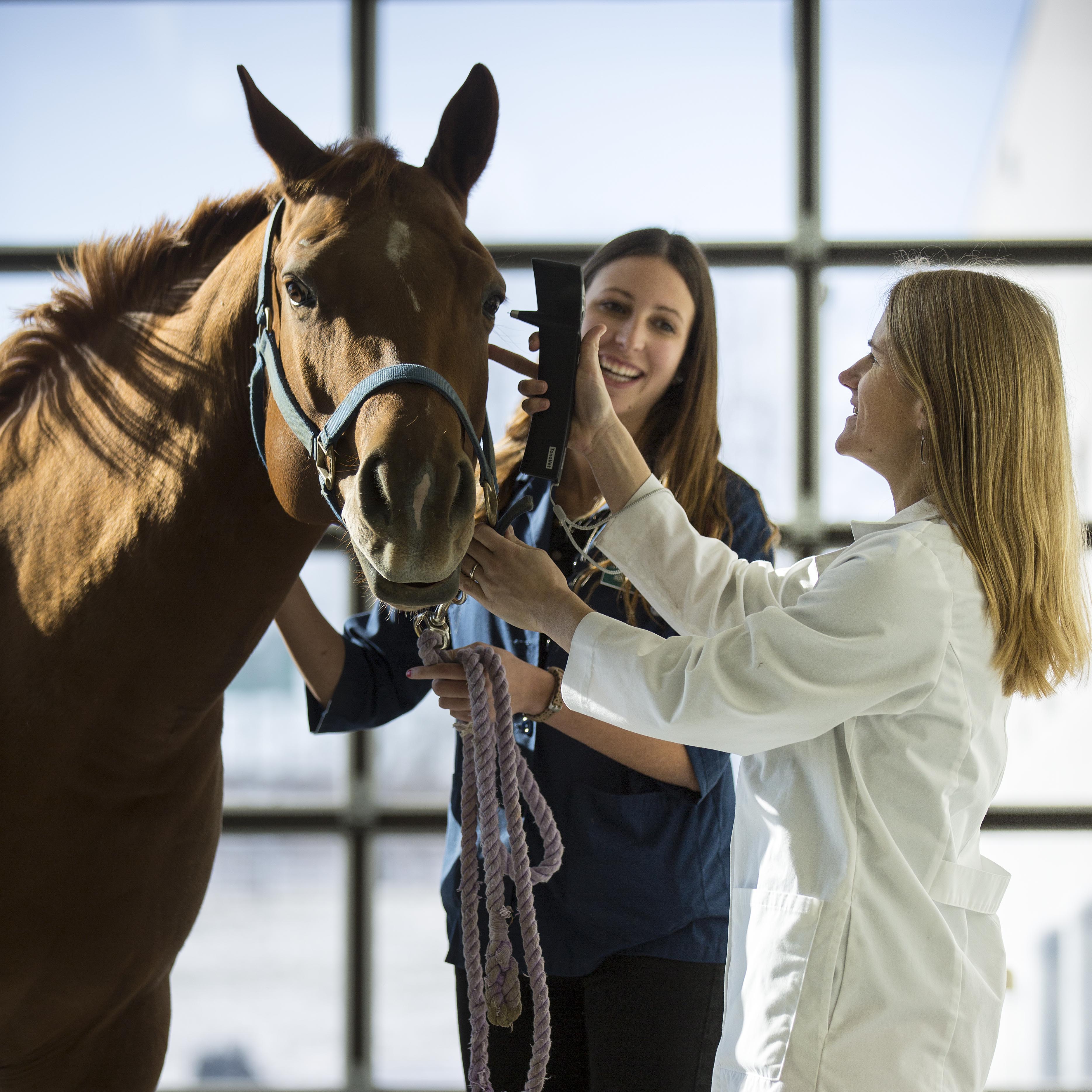 Vet Med staff and student look after a horse